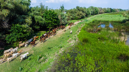 Cows with a horse graze on a green meadow top view