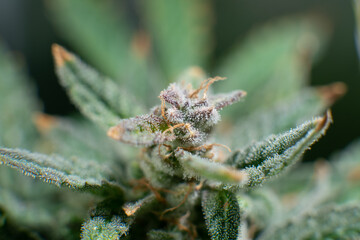Macro trichomes of cannabis. Indica flower. Pot green flower. CBD THC in Pot.