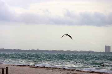Fototapeta na wymiar Pelican flying over the bay.