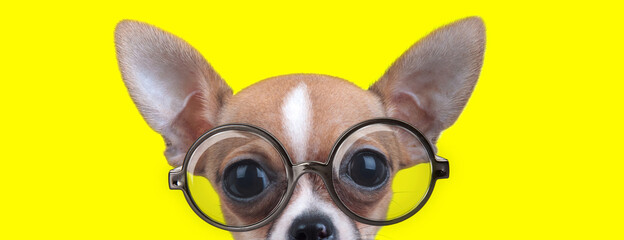curious chihuahua puppy with big eyes wearing glasses