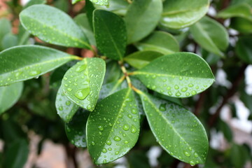 rain drops on leaves