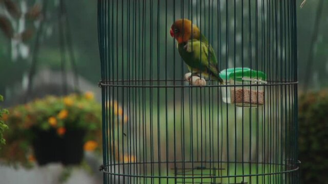 color tropical parrot play with feather in cage in rain