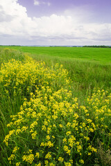 Spring landscape, yellow wildflowers