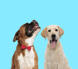 Happy Boxer wearing bowtie and playful Labrador Retriever panting