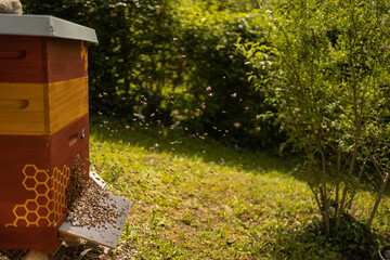 Bienen vor einer Bienenbeute mit Honigbienen auf dem Flugbrett