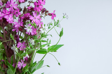isolated bouquet of meadow flowers on a white background.
