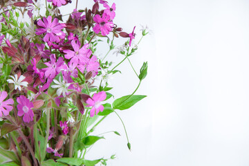 isolated bouquet of meadow flowers on a white background.