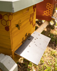 Bienen vor einer Bienenbeute mit Honigbienen auf dem Flugbrett