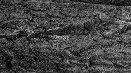 Black and white texture of tree bark