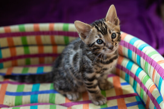 Cute Bengal kitten black spotter tabby breed bengal n24 in a multi-colored chair.Pedigreed cats .