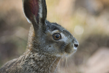 Lepre comune (Lepus europaeus) primo piano  © paolofusacchia