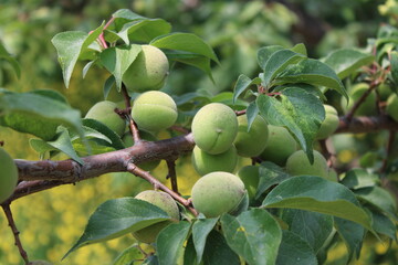 Green Asian "maesil" plums on branch