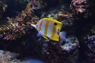 Fototapeta na wymiar Tropical fish in aquarium, Berlin