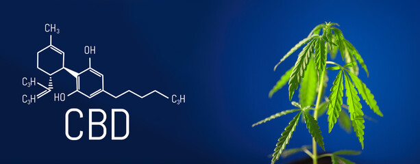 Cannabis image of CBD formula on blue background. Medical cannabis concept, CBD cannabidiol formula. Science, research marijuana. Thematic photos of hemp and green ganja. Blue background image