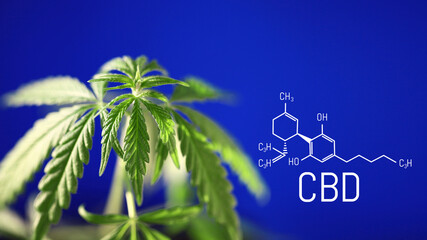 Cannabis image of CBD formula on blue background. Medical cannabis concept, CBD cannabidiol formula. Science, research marijuana. Thematic photos of hemp and green ganja. Blue background image