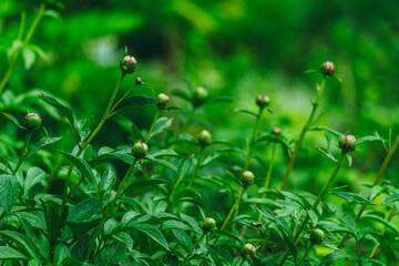 Blooming peony in the garden. Selective focus.