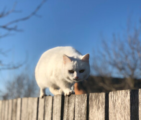 white cat walking on wooden fence, balance keeping concept