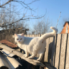 white cat turned its back near a wooden fence