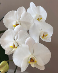 Obraz na płótnie Canvas beautiful white orchid on gray background