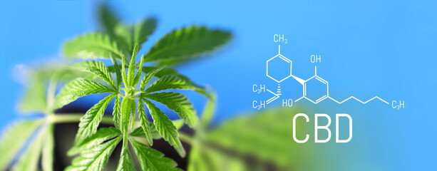 CBD formula on a blue background with a green hemp bush, Concept of growing cannabis for the production of CBD oil and products containing cannabinoids