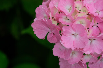 夏も間近、アサガオの花。blooming colorful morning glory, rainy season Japan