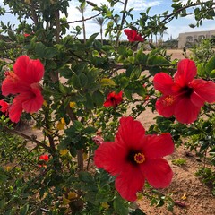 Fototapeta na wymiar Red hibiscus flowers in a tropical garden
