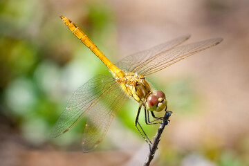 Red-veined darter