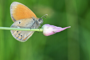 Silver washed Fritillary underwing butterfly