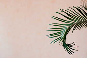 Palm tree in front of the wall - pastel colors - beautiful palm leaves summer concept, copy space