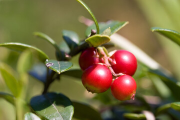 Lingonberries