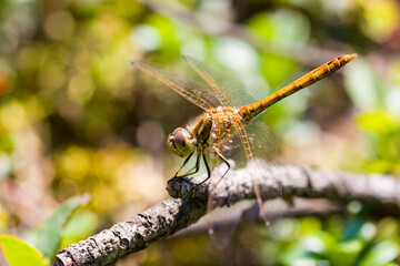 Red-veined darter