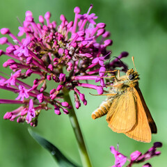 Butterfly - Papillon - Sylvaine - Ochlodes sylvanus