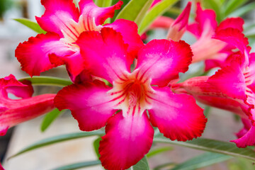 Pink tropical flowers in Thailand