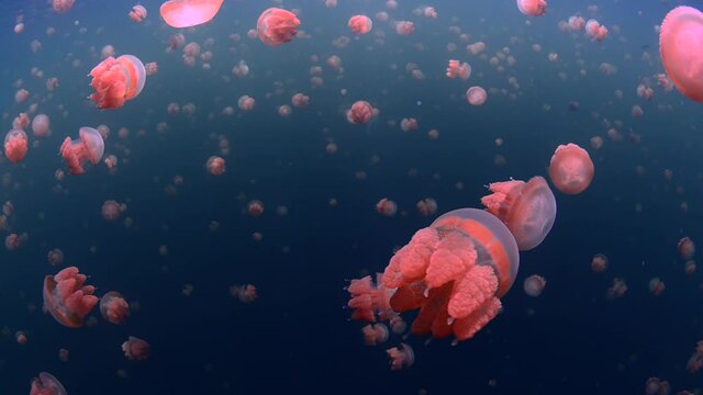 jelly fish in lake