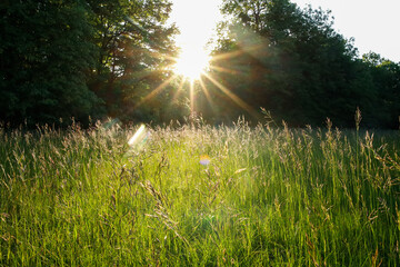 Sunlight on a beautiful field of grass