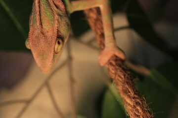 Obraz premium Veiled Chameleon on plant against green background/Yemen Chameleon/Veiled Chameleon (Chamaeleo Calyptratus)
