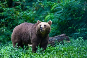 Fototapeta premium brown bear in the forest