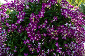 Orchid flowers in the bush look beautiful.