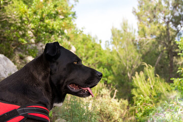 Profilo cane nero