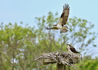 Osprey - It is a large raptor, reaching more than 60 cm in length and 180 cm across the wings. 
