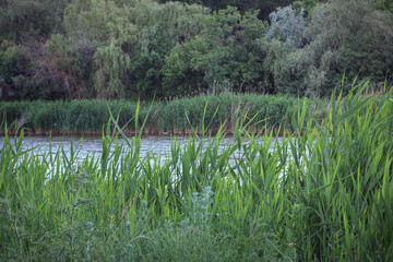 Bulrush growing along the river in spring