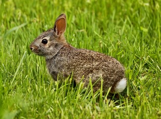 Wild rabit on the meadow. Natural scene from north America.	