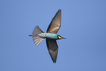 gruccione (Merops apiaster) in volo su sfondo cielo blu