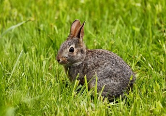 Wild rabit on the meadow. Natural scene from north America.	