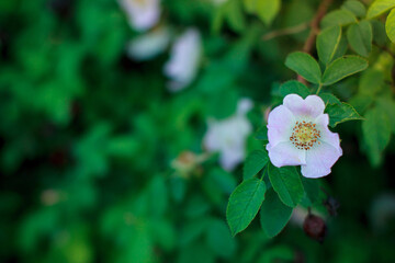 Obraz na płótnie Canvas Rosehip flower on a green background