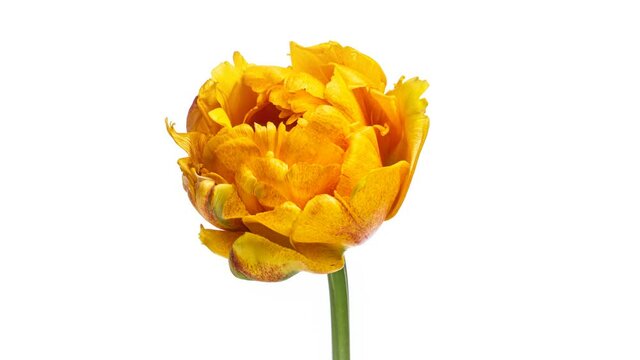 Opening of a beautiful large yellow Tulip flower on a white background. The Variety Golden Ducat. Springtime. Holiday. Celebration, Love, birthday Timelapse. Close up. 4K
