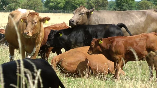 Beef cattle cows. The Aberdeen Angus and Hereford cow, grazing in field in Yorkshire UK.