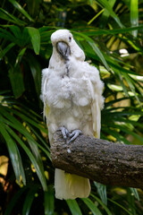 white parrot in the tree
