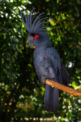 black and white macaw