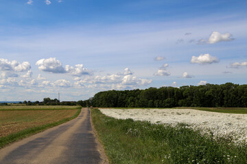 Fototapeta na wymiar Summer landscape with green fields and meadows